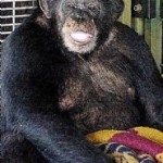 Travis the Chimp: R.I.P.